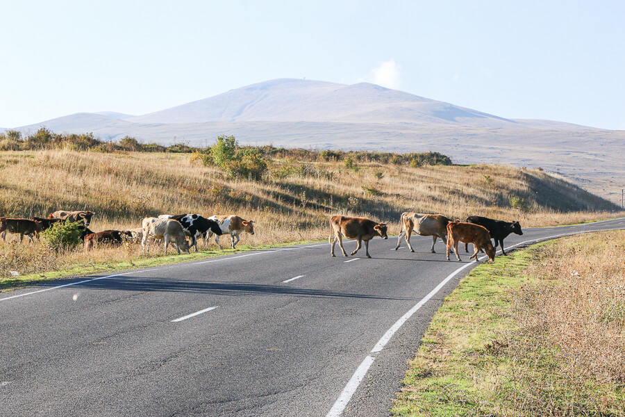 bouchons arménie troupeaux sur la route entre tatev et goris Arménie