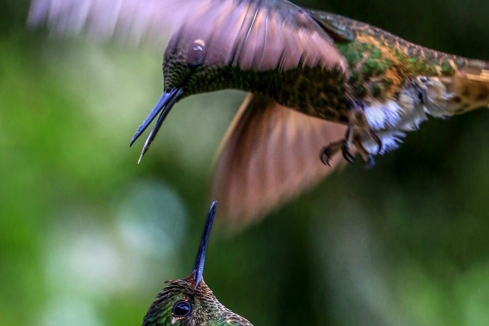 photo colibri Colombie