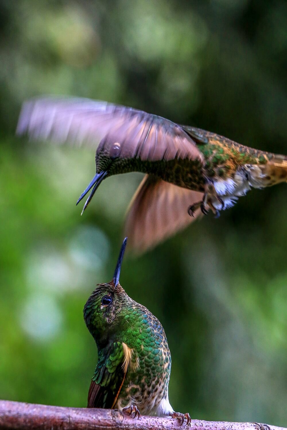photo colibri Colombie